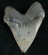Giant Megalodon Tooth With Pathology #5191-2